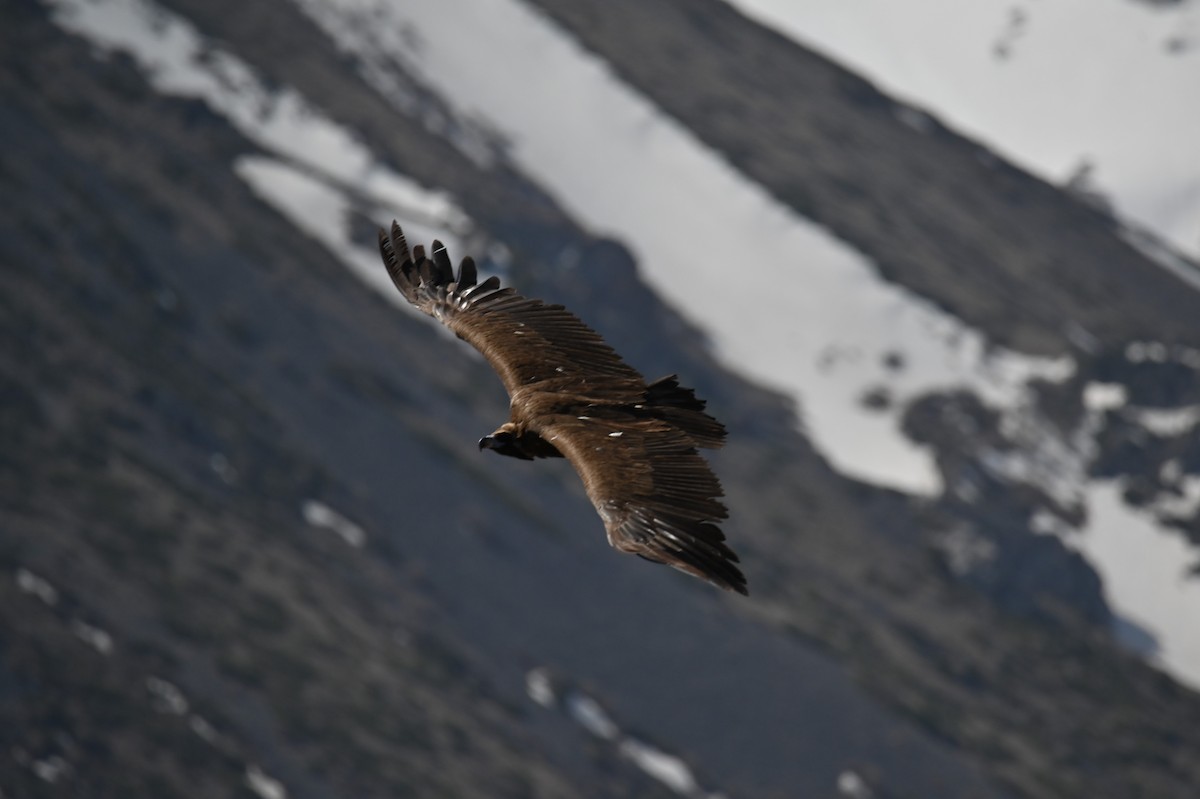 Cinereous Vulture - ML569248901
