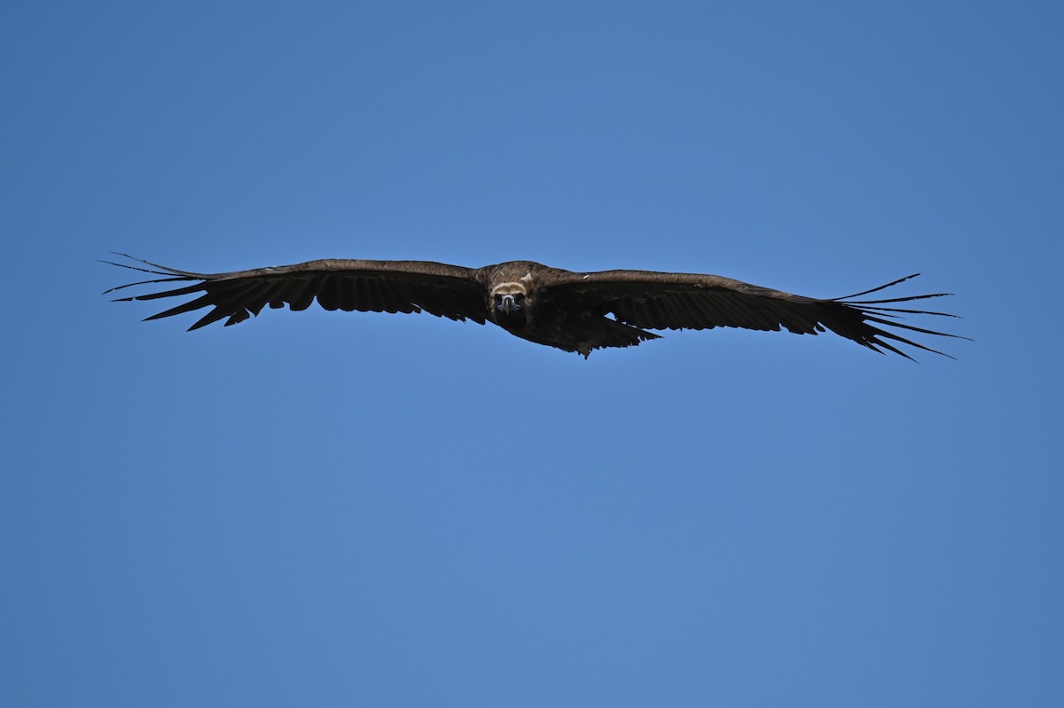 Cinereous Vulture - ML569248911