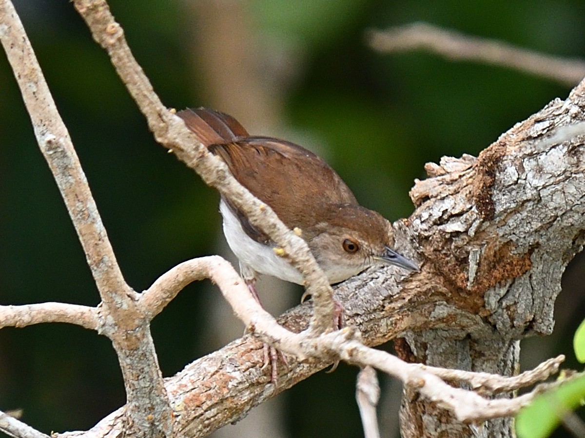 eBird Checklist - 9 May 2023 - Pulau Ubin: Chek Jawa Wetlands - 11 species