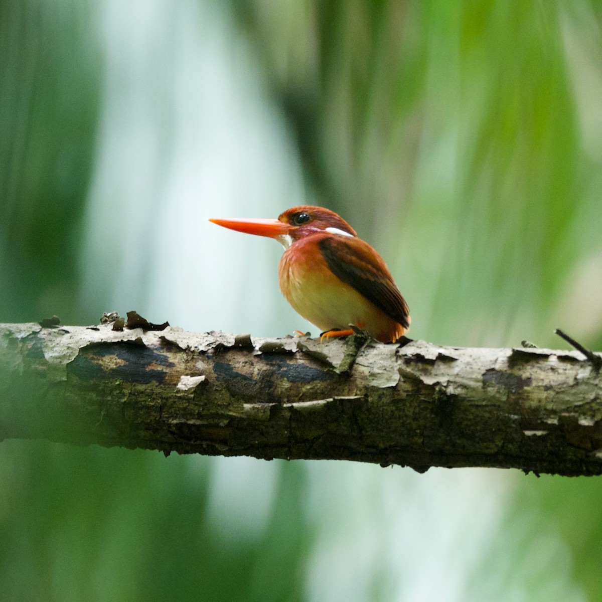 Philippine Dwarf-Kingfisher (Mindanao) - ML569251061