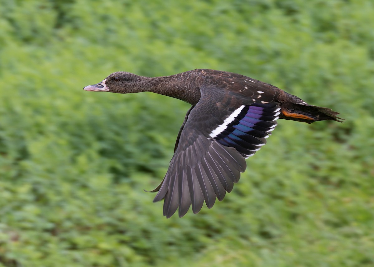 African Black Duck - Ayuwat Jearwattanakanok