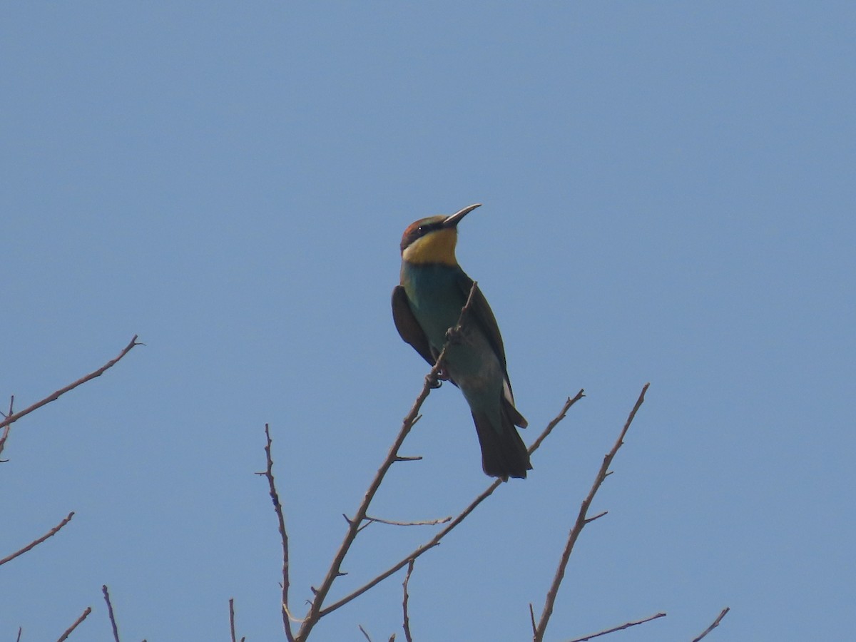 European Bee-eater - ML569254201