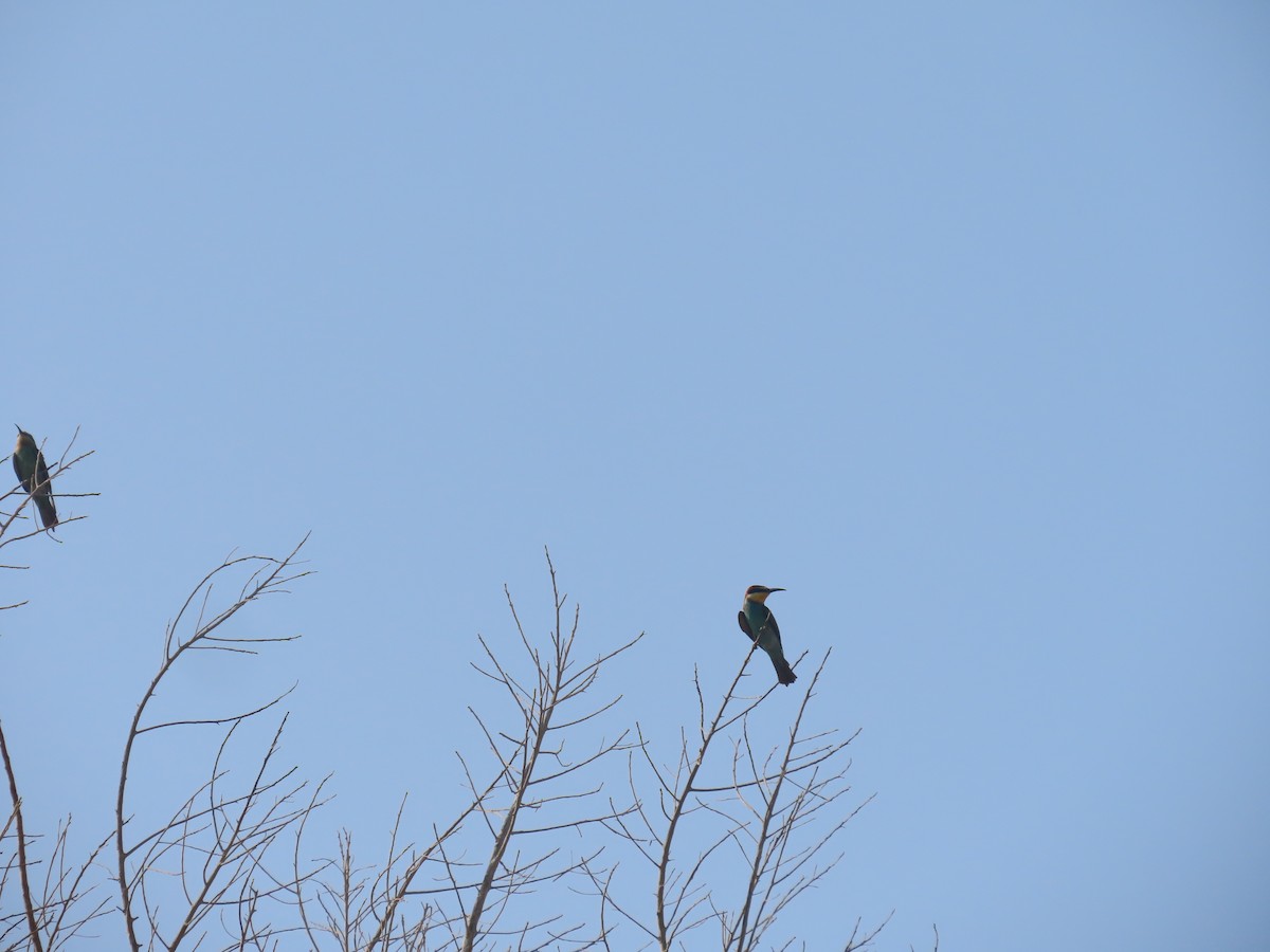 European Bee-eater - ML569254211