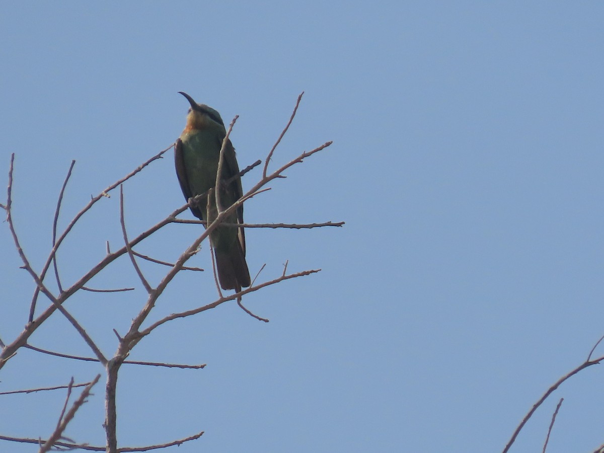 Blue-cheeked Bee-eater - ML569254231