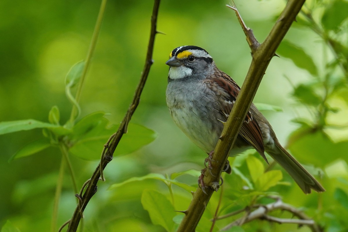 White-throated Sparrow - Bob Yankou