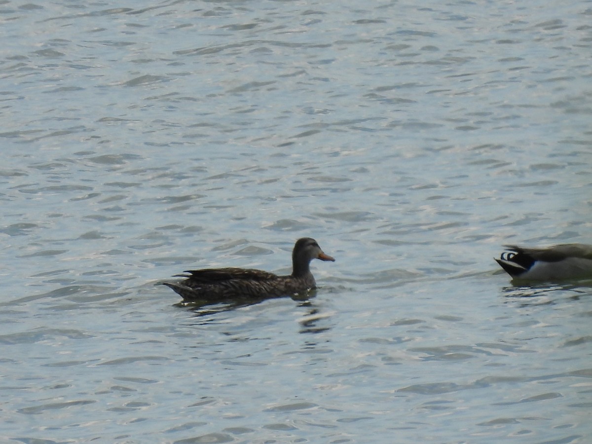 eBird Checklist 8 May 2023 Twin Buttes Reservoir 21 species (+2