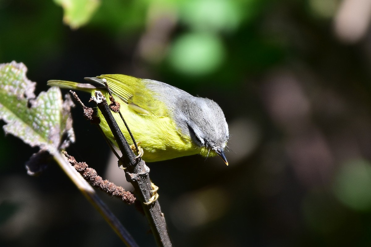 Gray-hooded Warbler - Harish Dobhal