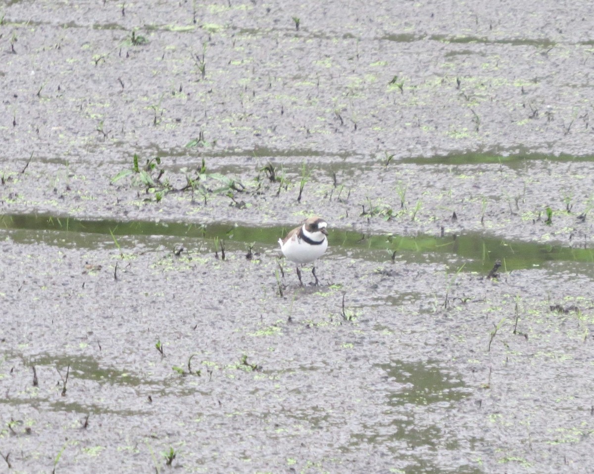 Semipalmated Plover - ML569264071