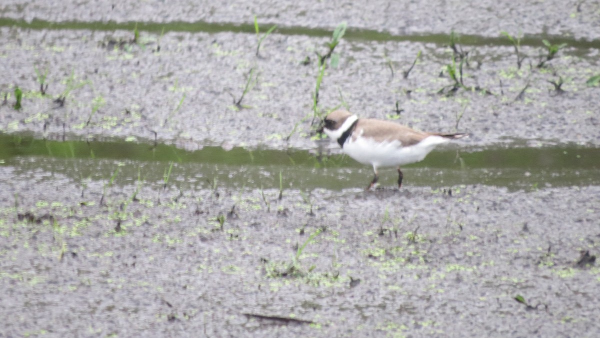 Semipalmated Plover - ML569264101