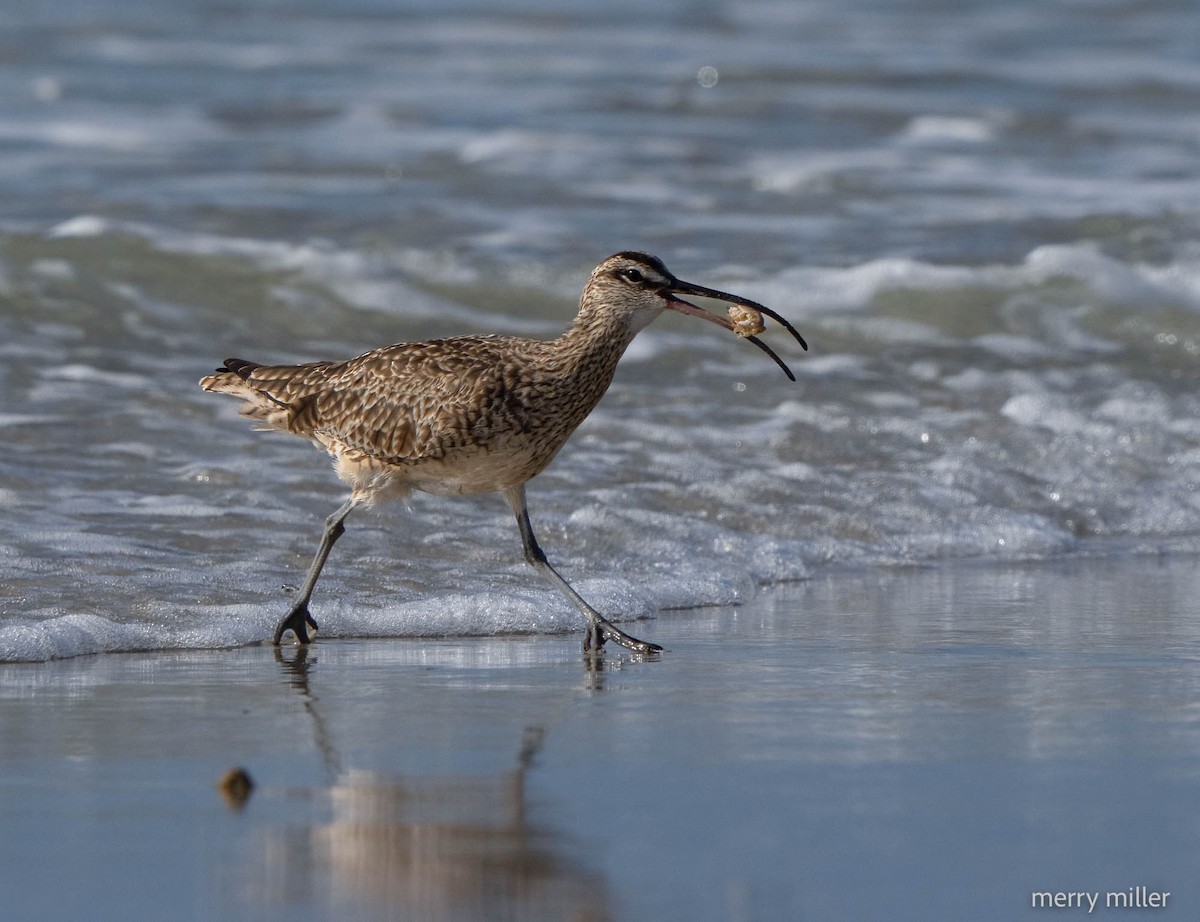 Whimbrel - Merry Miller