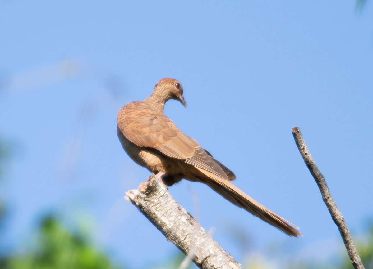 Timor Cuckoo-Dove - ML569273121
