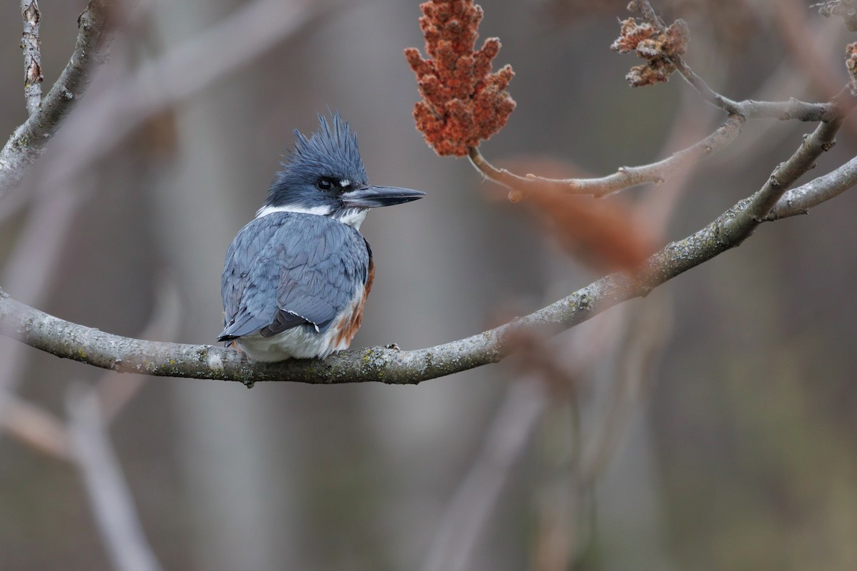 Belted Kingfisher - ML569276421