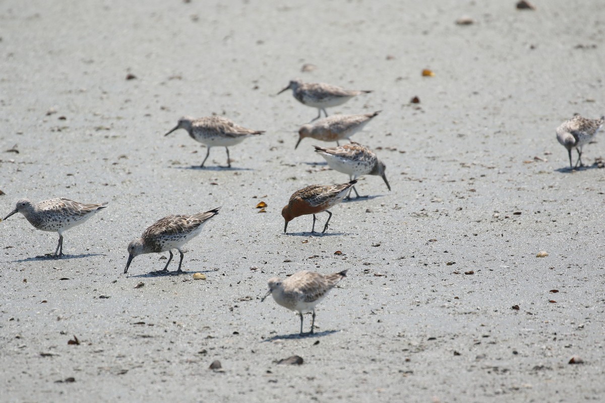 Red Knot - ML569279381