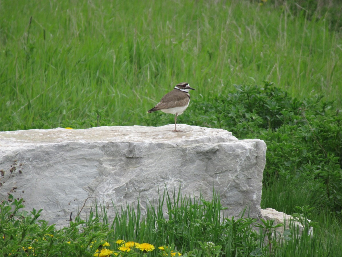 ML569286371 Killdeer Macaulay Library