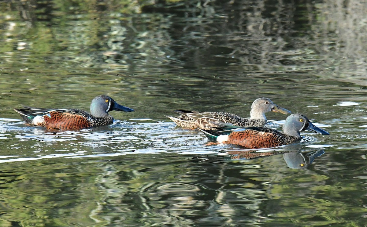 eBird Checklist 9 May 2023 Busselton Bird Hide 25 species