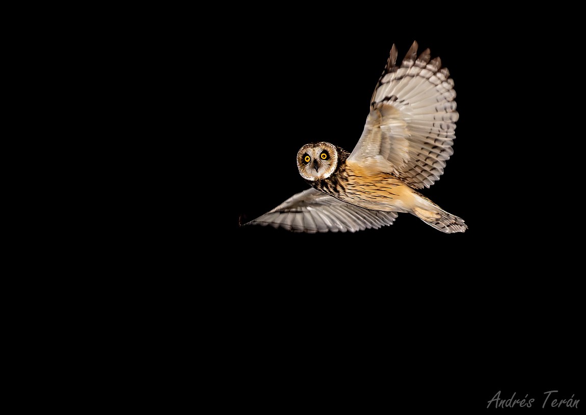 Short-eared Owl - ML569286991