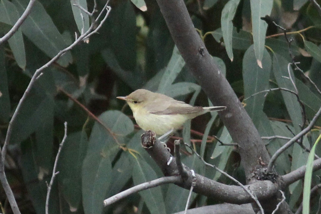 Melodious Warbler - ML569287971
