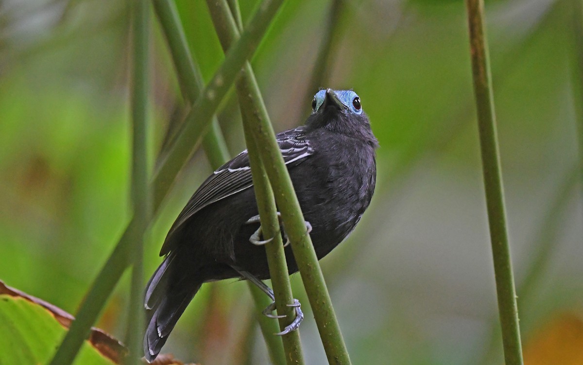 Bare-crowned Antbird - ML569291311