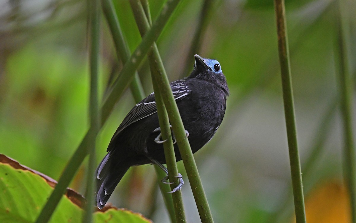 Bare-crowned Antbird - ML569291331