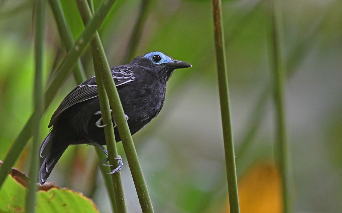 Bare-crowned Antbird - ML569291351