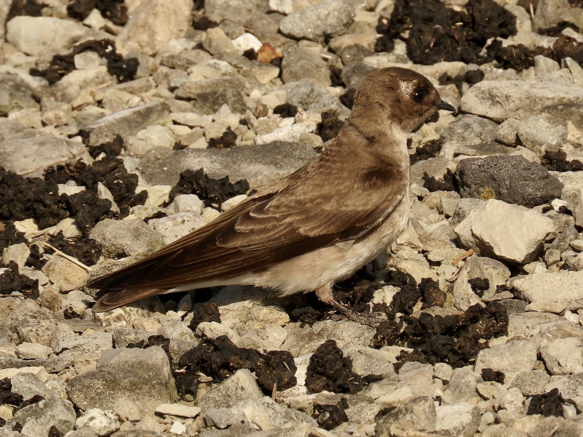 Northern Rough-winged Swallow - ML569292521