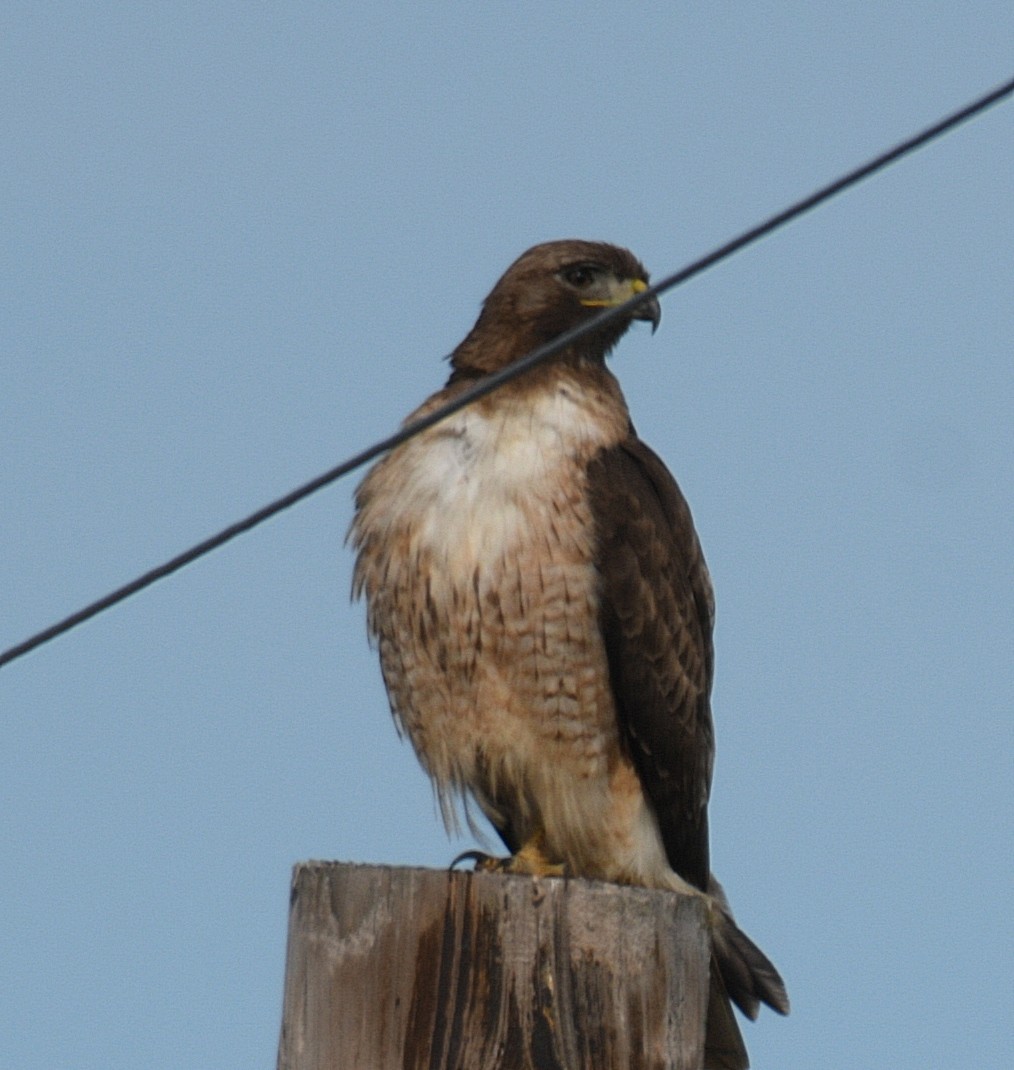 Red-tailed Hawk - ML56929491