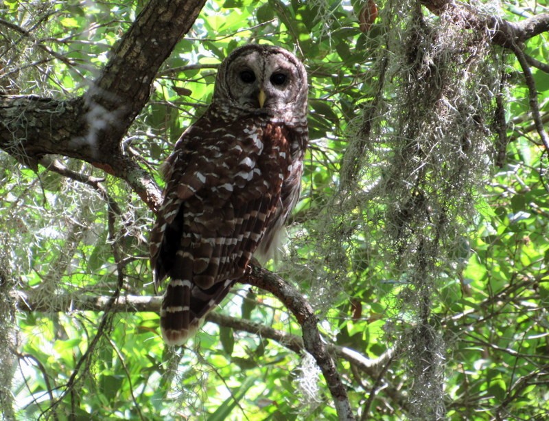 eBird Checklist - 8 May 2023 - Guana River WMA - 54 species