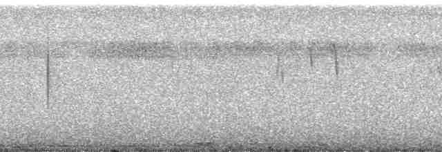 Понпейская веерохвостка - ML5693