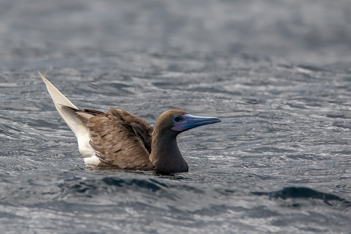 Red-footed Booby - ML569300891