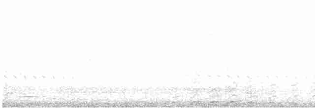 holub skalní (domácí) - ML569302251