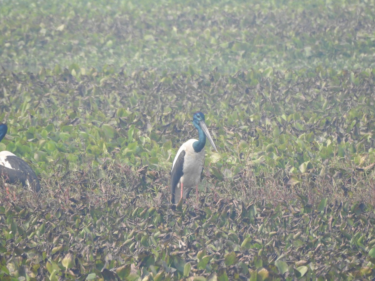 Black-necked Stork - ML569307421