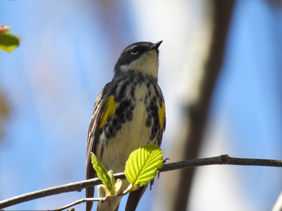 Yellow-rumped Warbler (Myrtle) - ML569310231