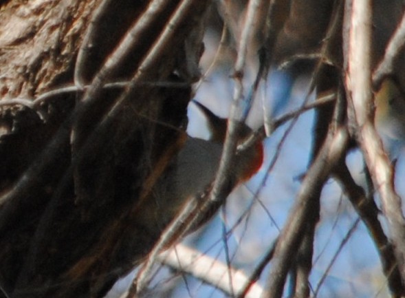 Red-bellied Woodpecker - ML56931091