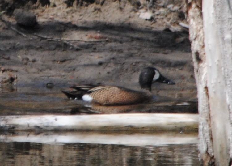 Blue-winged Teal - ML56931221