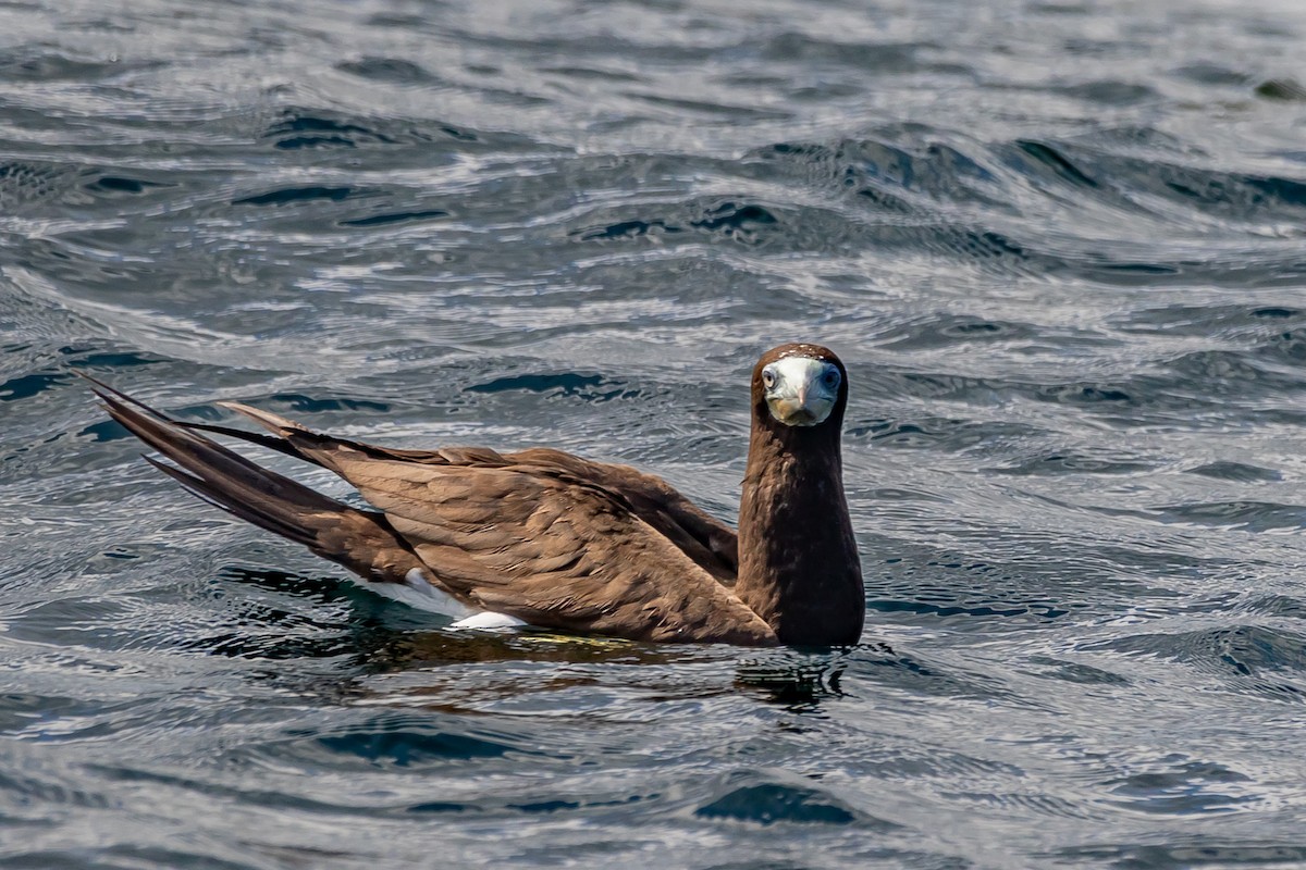 Brown Booby - ML569312531