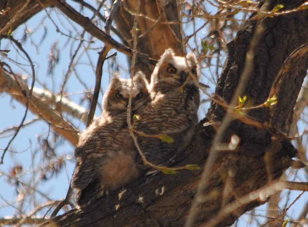 Great Horned Owl - ML56931271