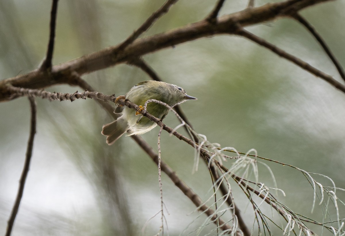 Mindanao Plumed-Warbler - Forest Botial-Jarvis
