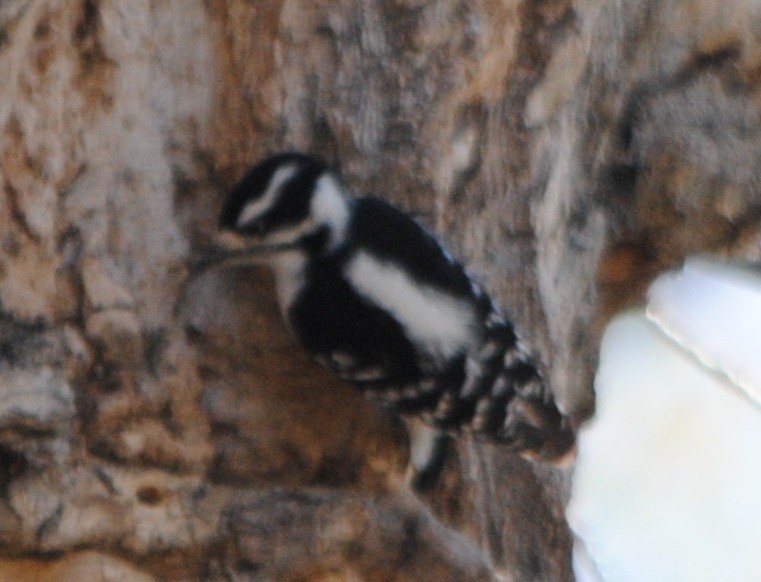 Downy Woodpecker (Eastern) - ML56931411