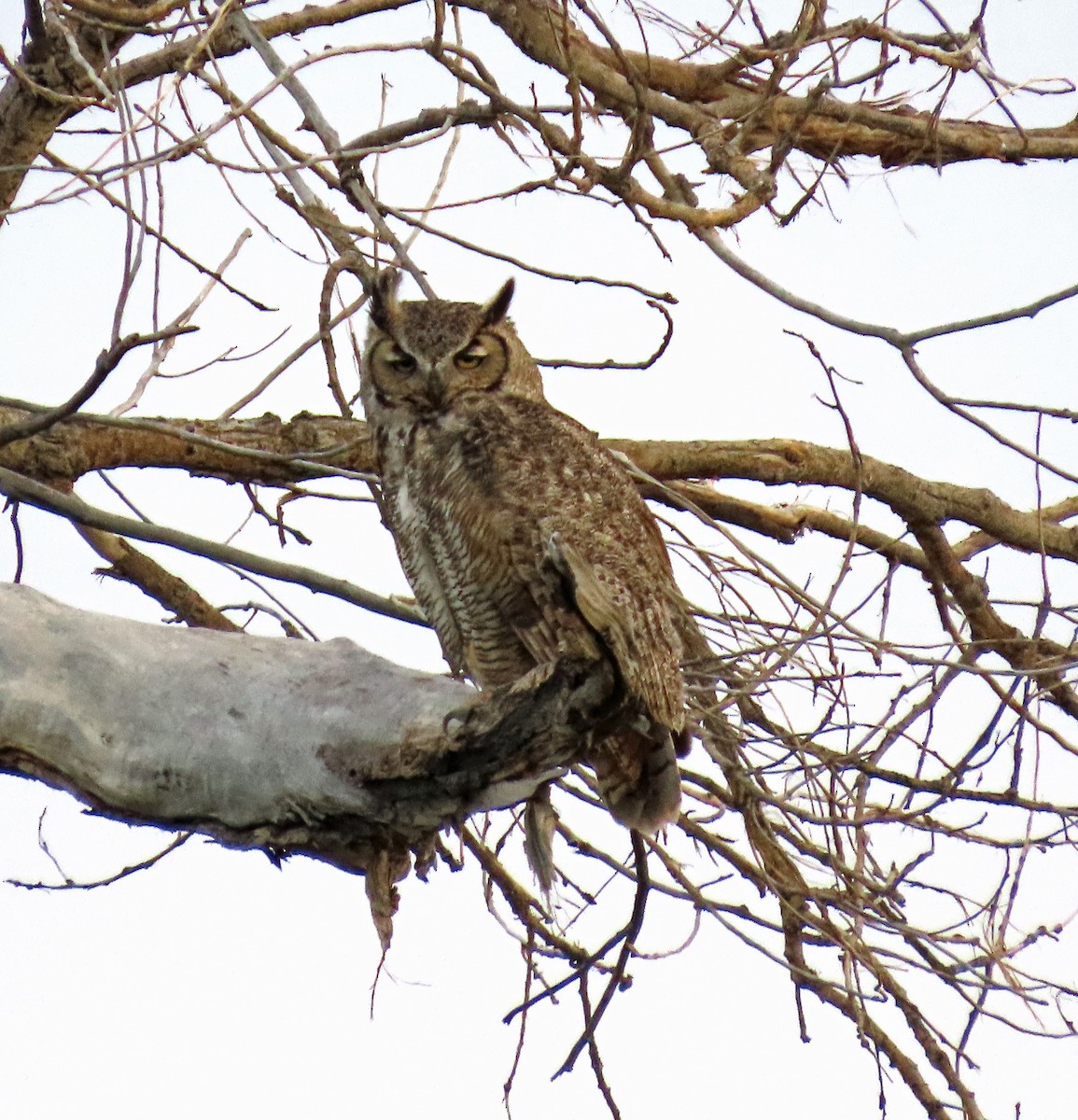 eBird Checklist - 6 May 2023 - Black River Recreation Area--Cottonwood ...