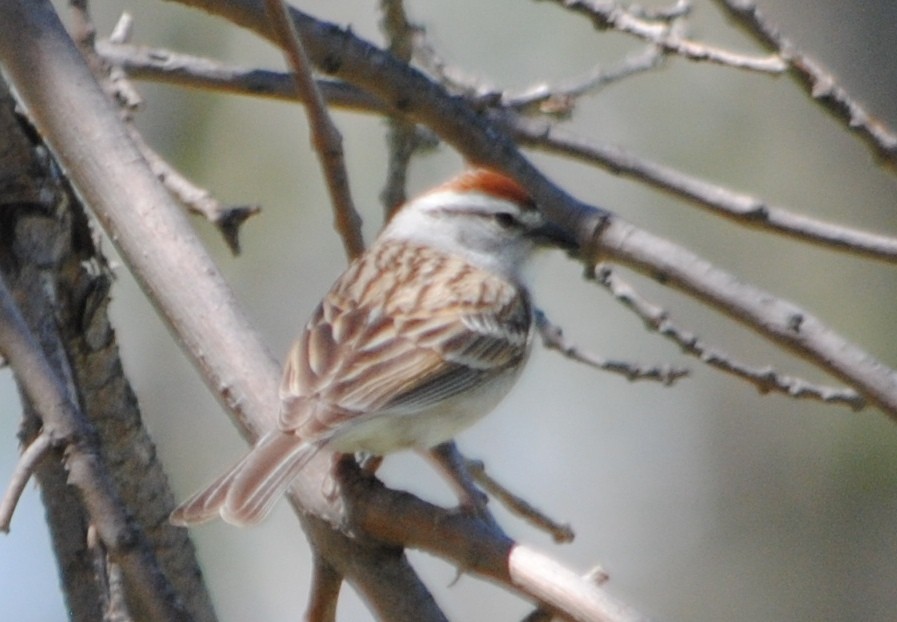 Chipping Sparrow - ML56931791