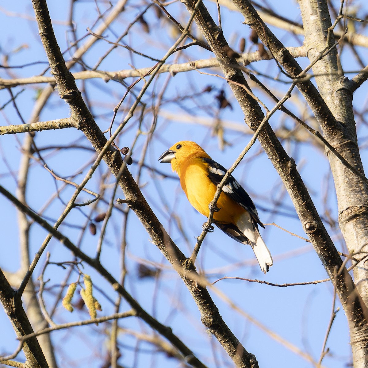 Yellow Grosbeak (Guatemalan) - ML569318061