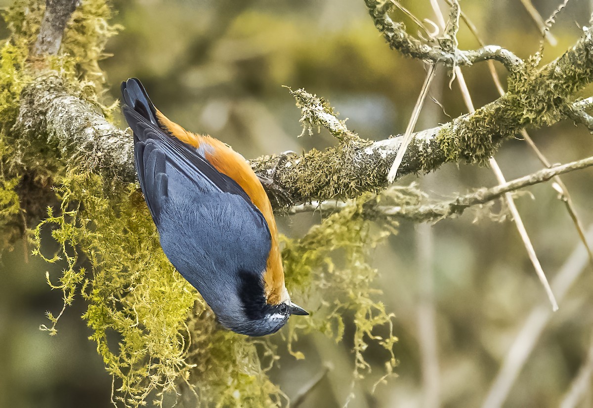 White-tailed Nuthatch - ML569318401