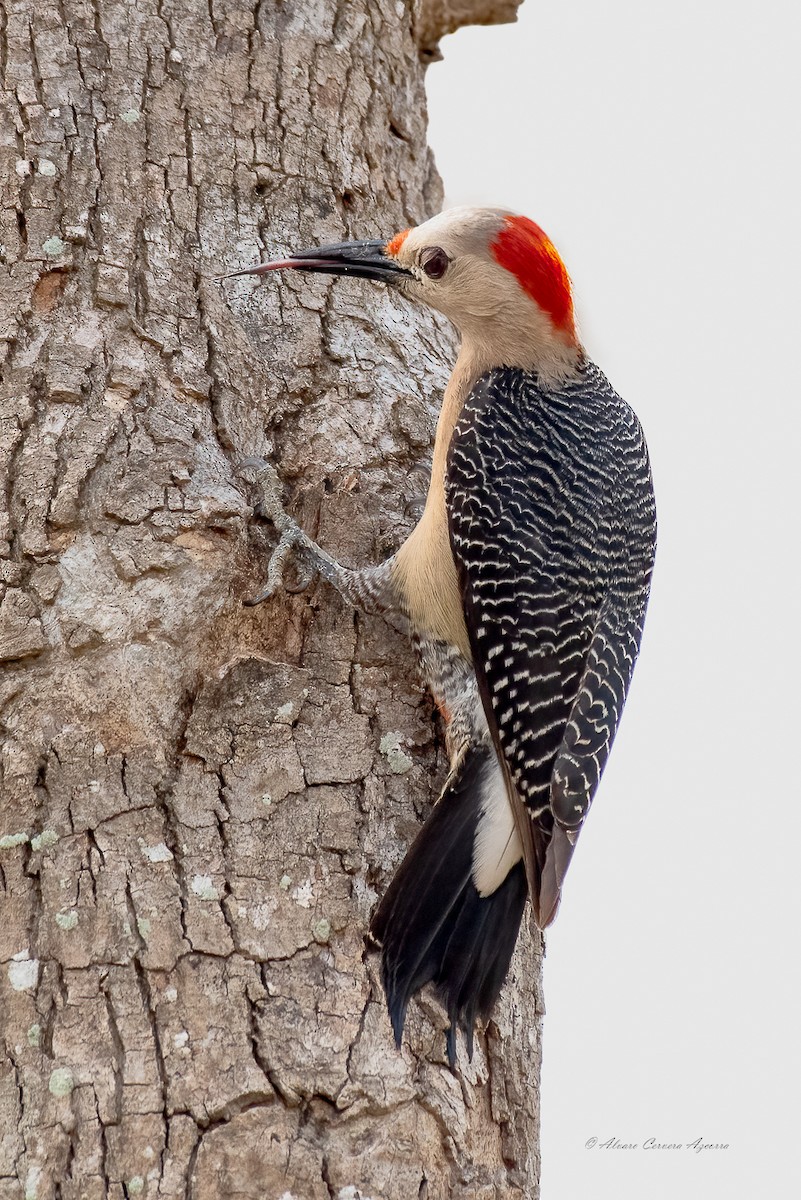 Golden-fronted Woodpecker (Velasquez's) - ML569318541