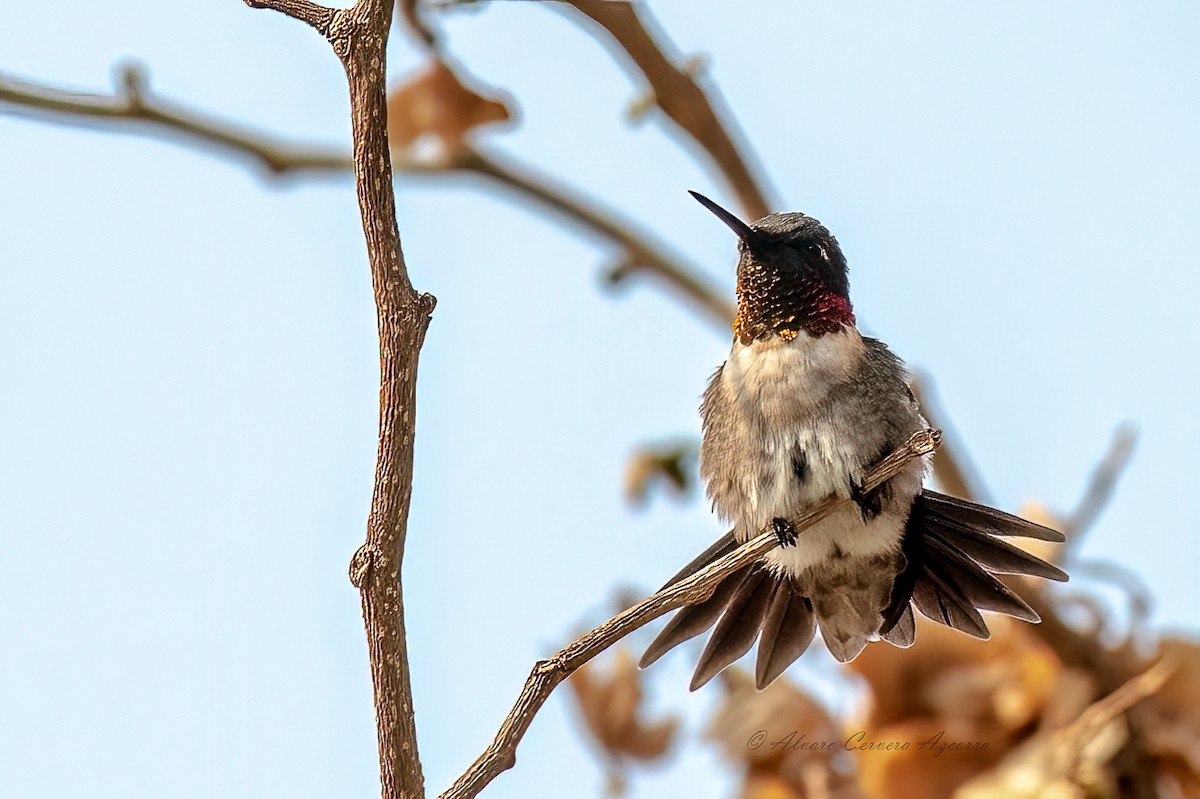 Ruby-throated Hummingbird - Alvaro Cervera