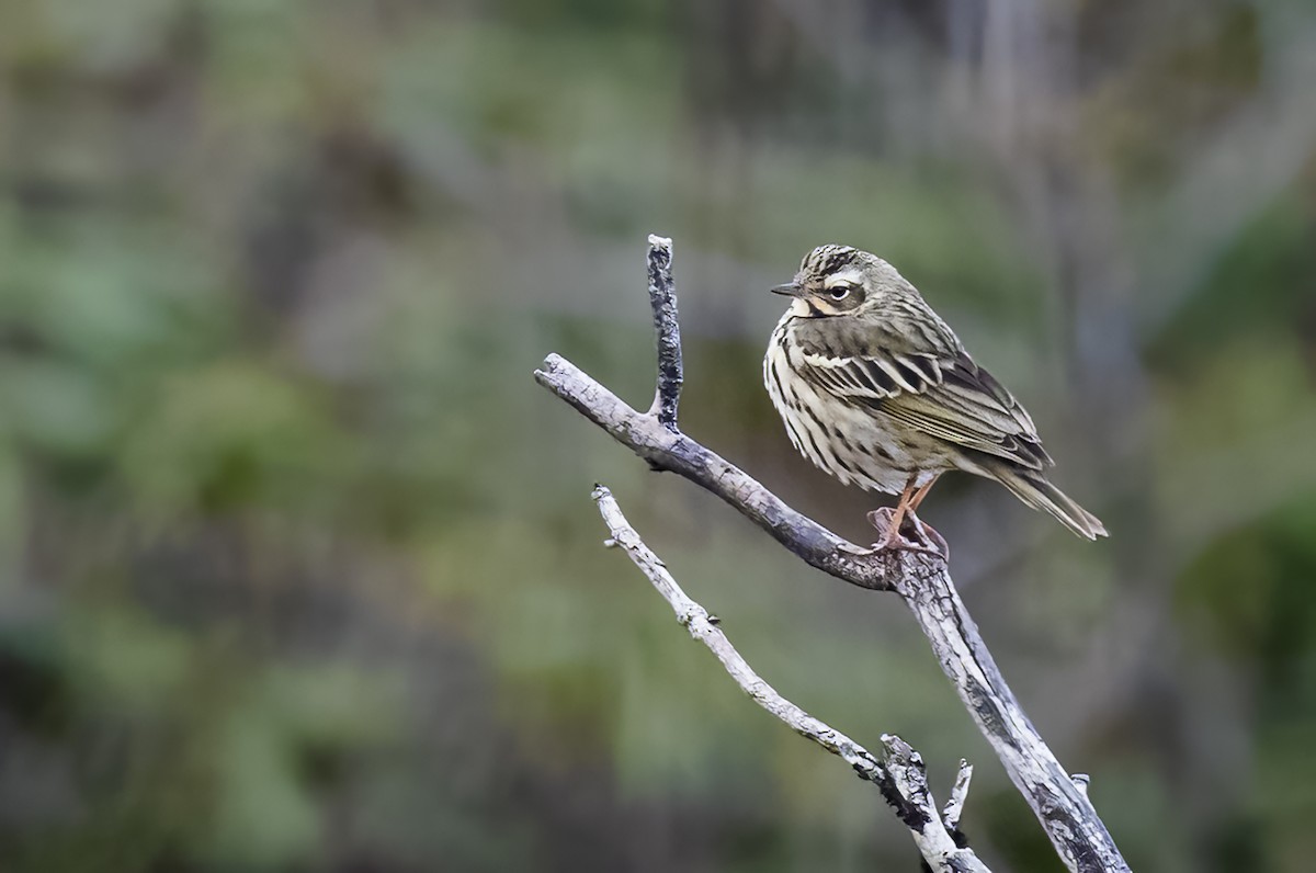 Olive-backed Pipit - ML569319021