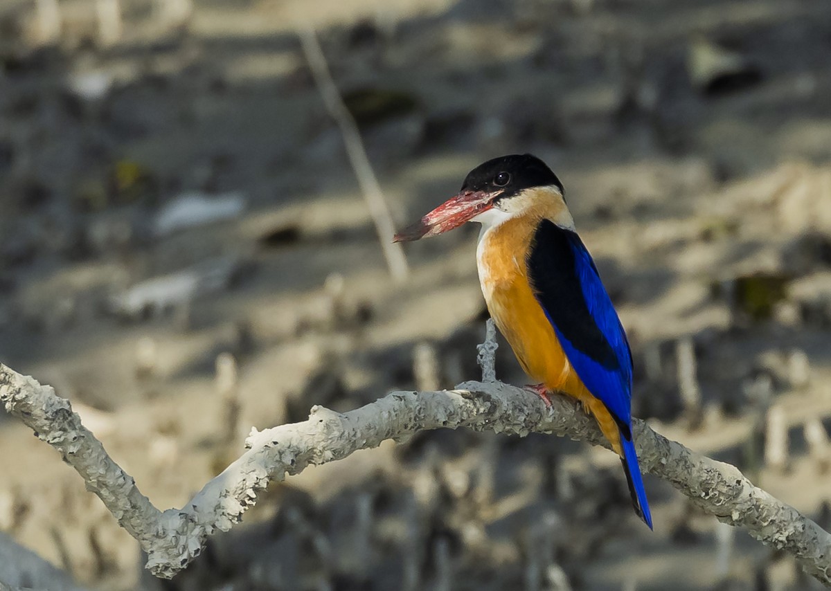 Black-capped Kingfisher - Arunava Bhattacharjee