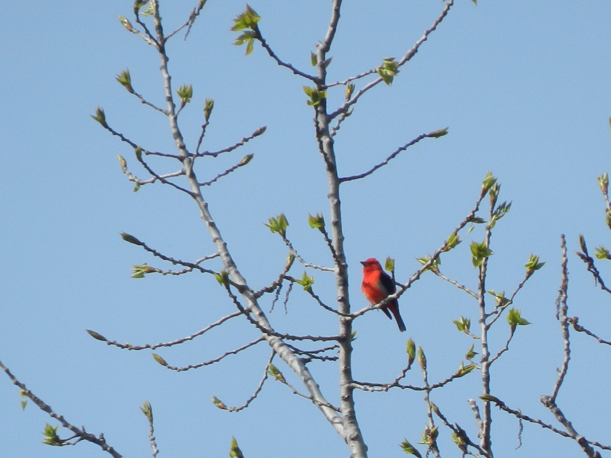 Scarlet Tanager - ML569321911