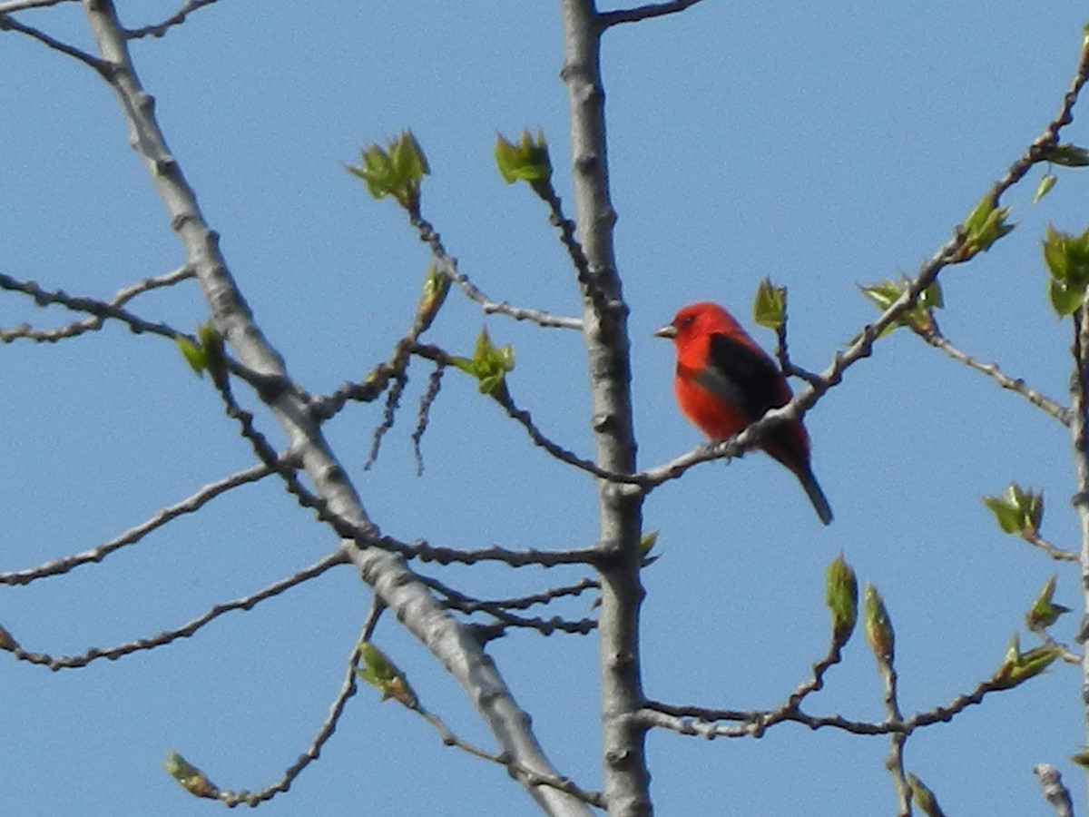 Scarlet Tanager - ML569321921