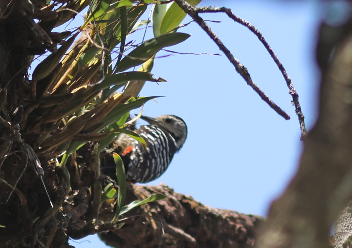 Stripe-breasted Woodpecker - ML569322381