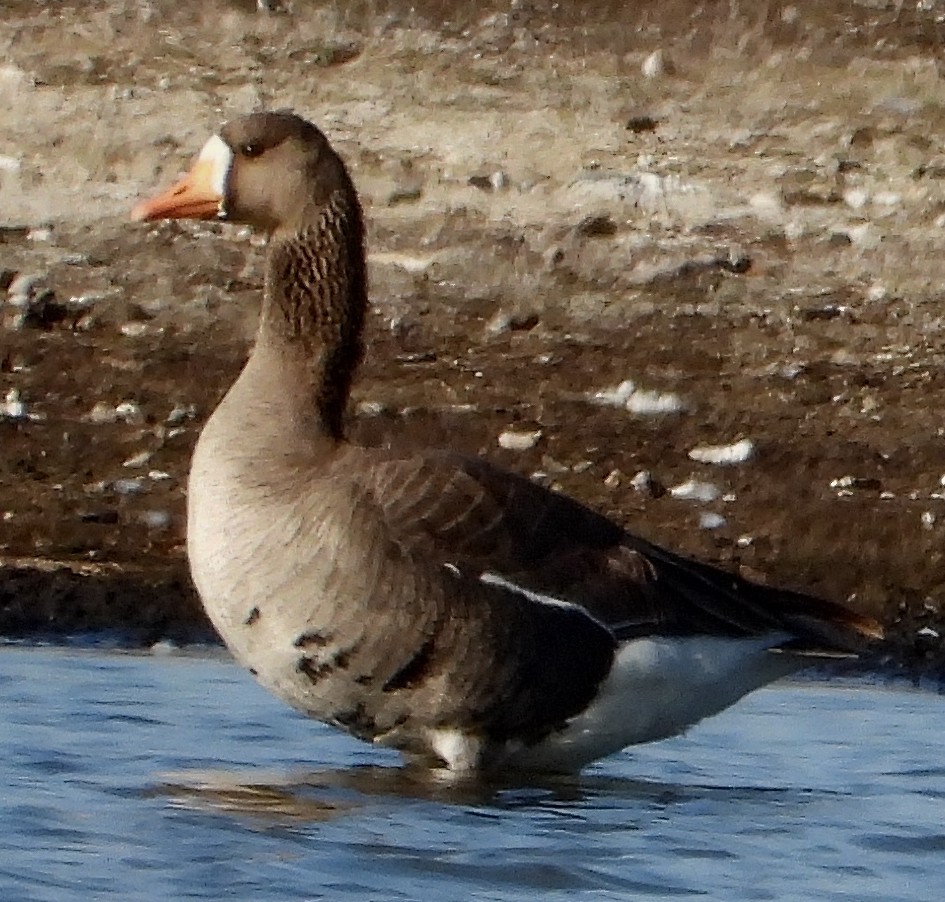 Greater White-fronted Goose - ML569322621